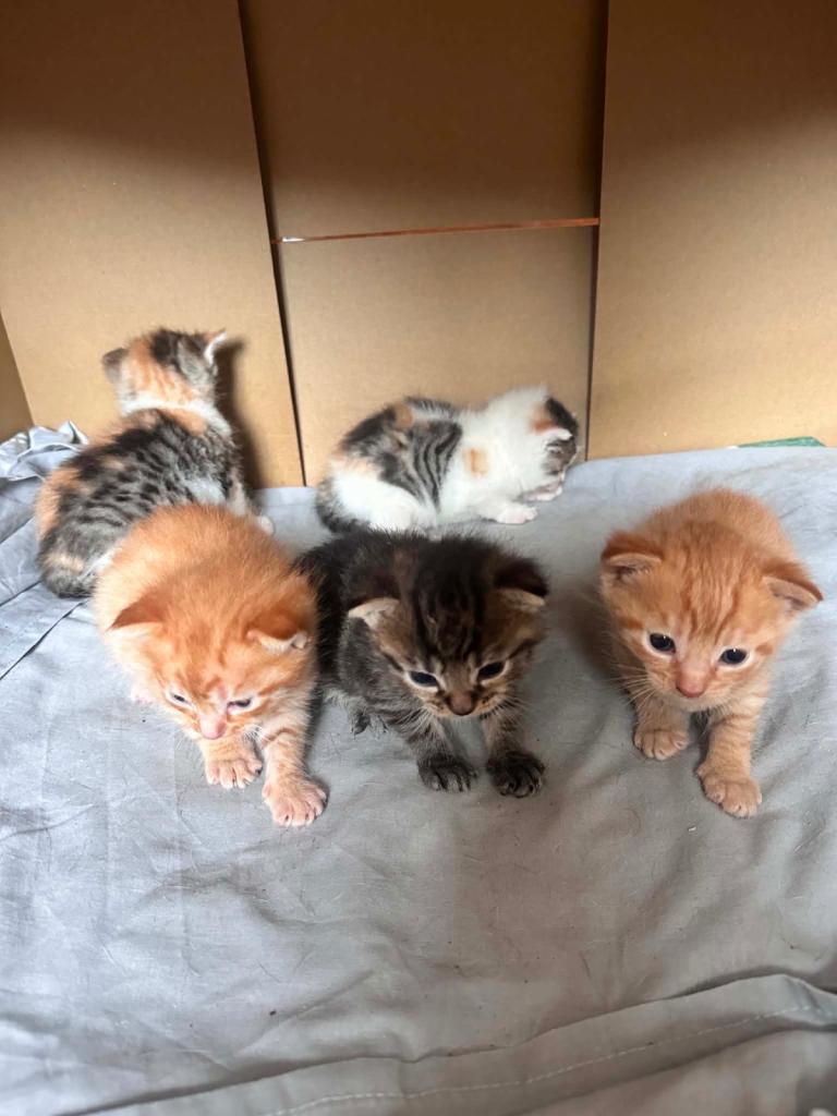 Kittens 