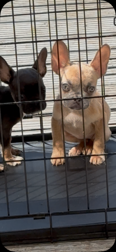 French bulldog pup