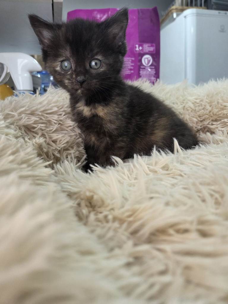 Kittens for sale -Very friendly - Litter trained