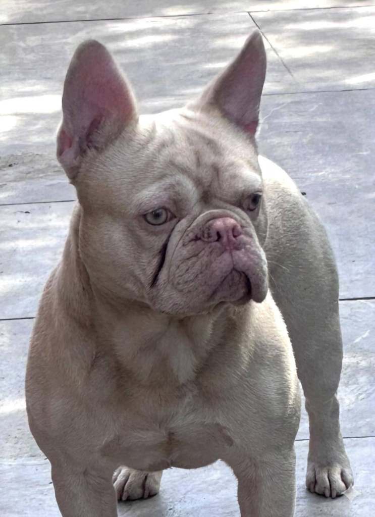 Sweetest Frenchie