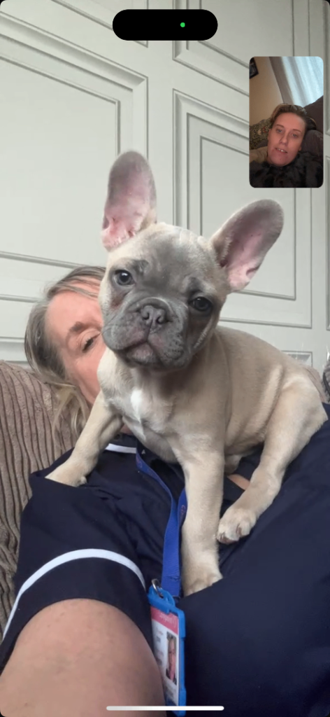 French bulldog puppy girl 