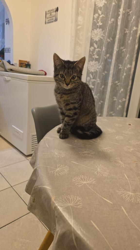 Tabby x americanshorthair cat