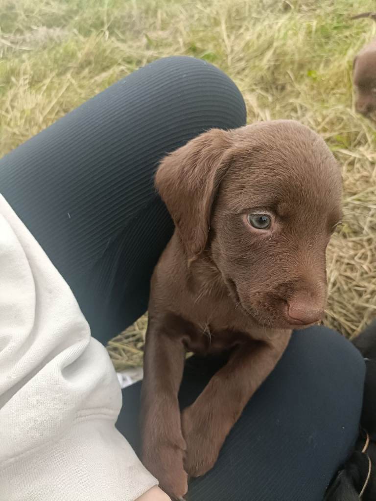Springador pups