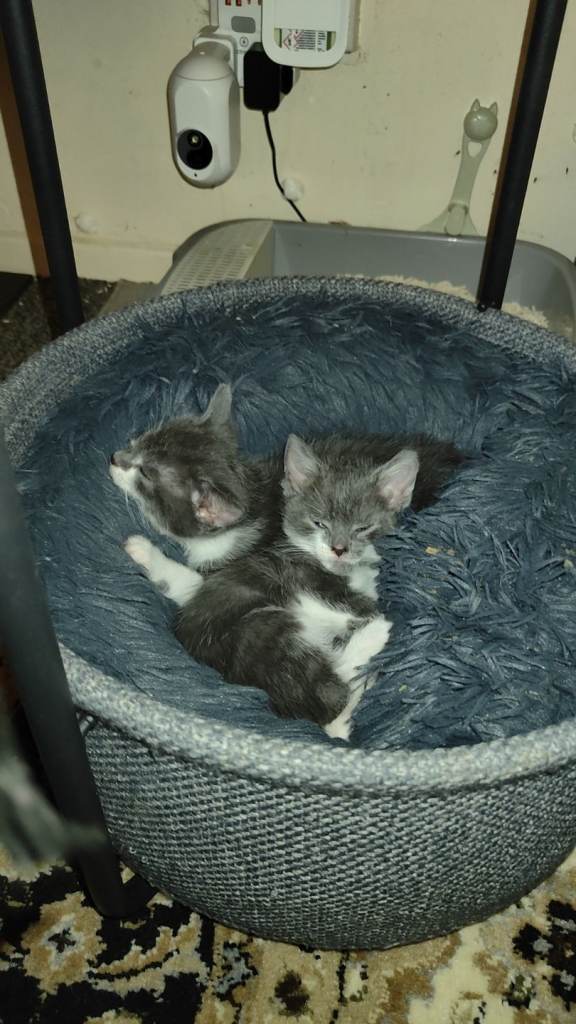 Kittens 