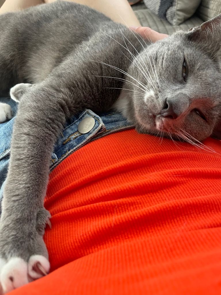 Grey kitten 11 months old 