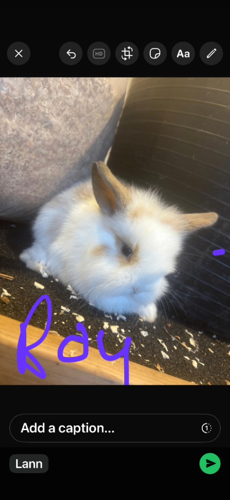 Mini lion lop rabbits
