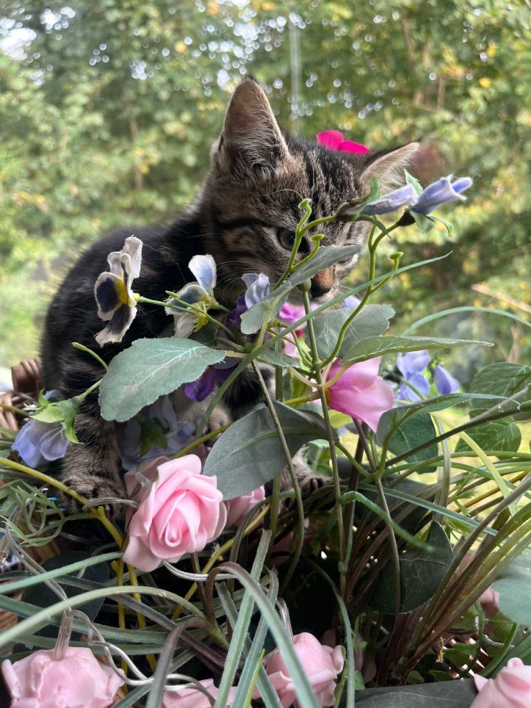 ✨Adorable kittens looking for a forever home ✨READY NOW ✨