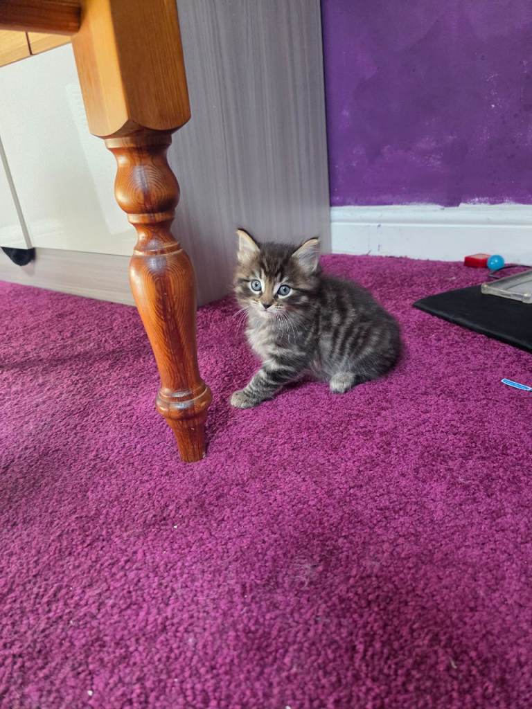 Kittens
