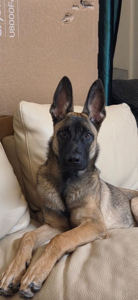 5 mouth Belgiummanos 