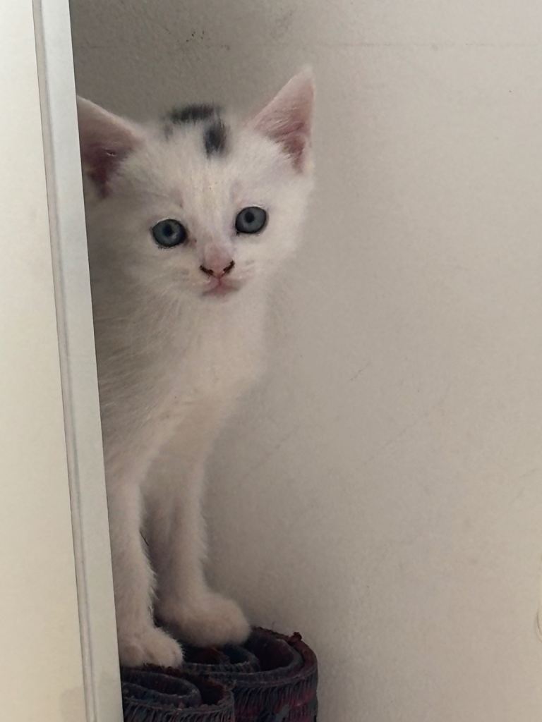 Cat for sale