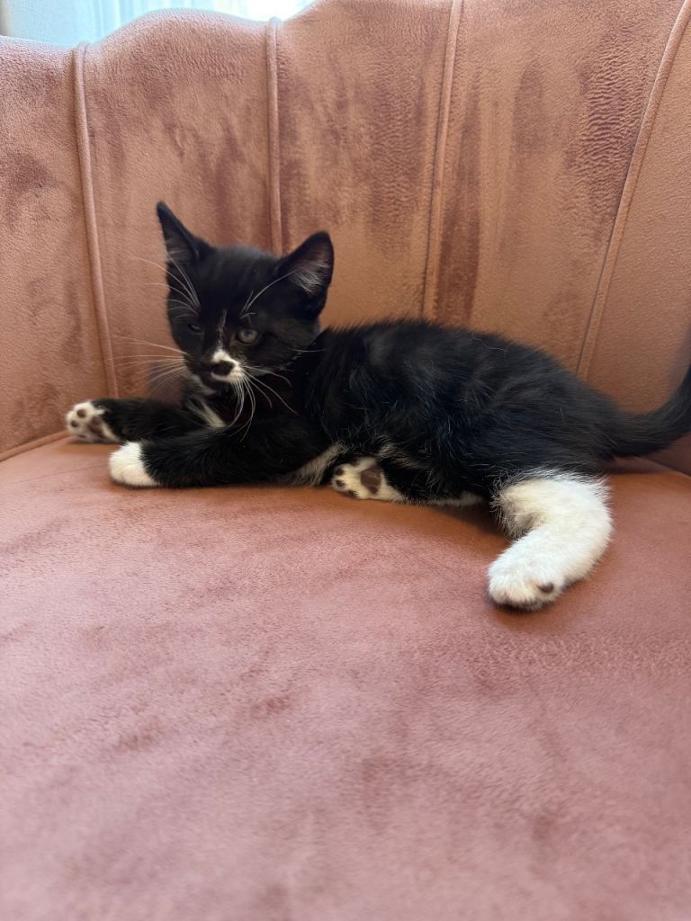 Kittens
