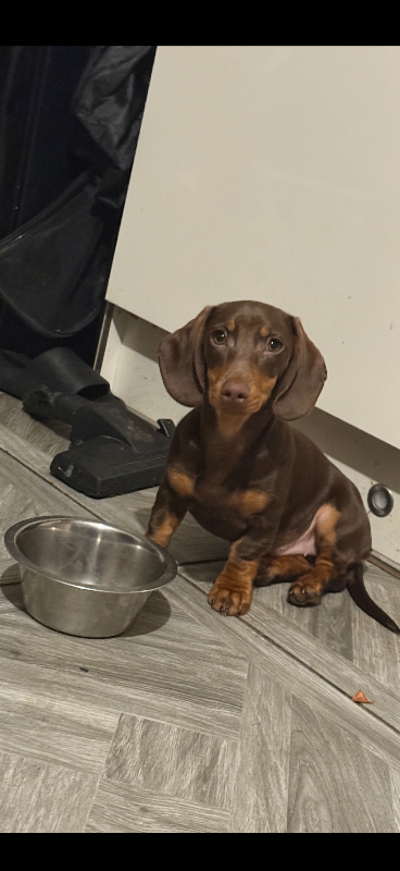 Minature Daschund