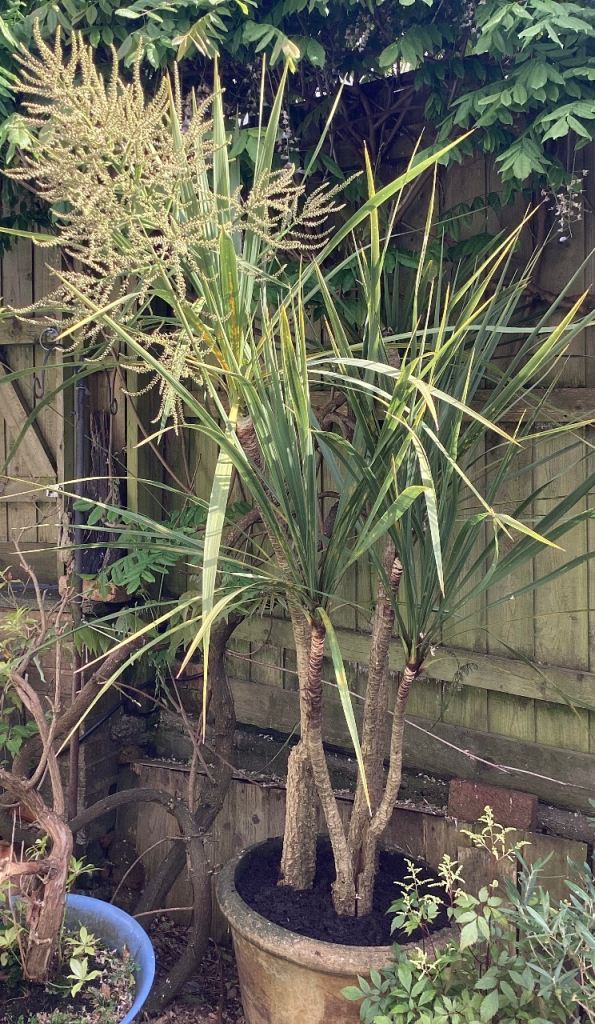 Over 7ft palm tree in huge terracotta pot. 