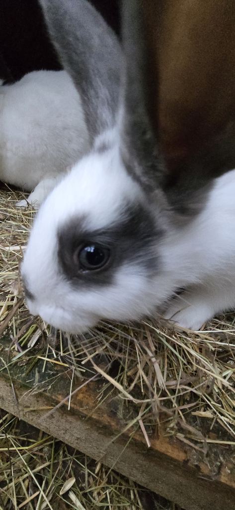 Rabbits New Zealand cross Continental 