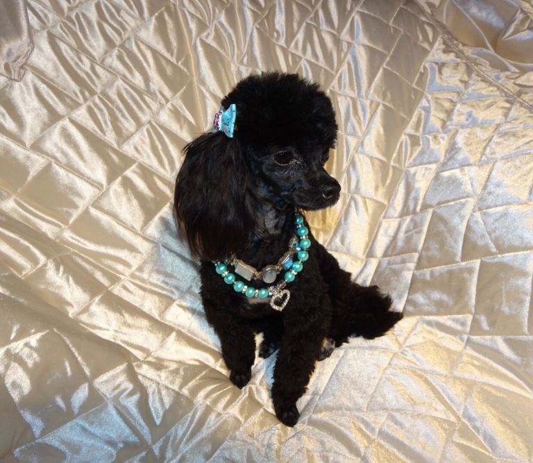 ***XXXXXXXS Ultra Rare Micro Black White Tiny F1 Maltese X Toy Poodle Maltipoo Puppy 5 months old***