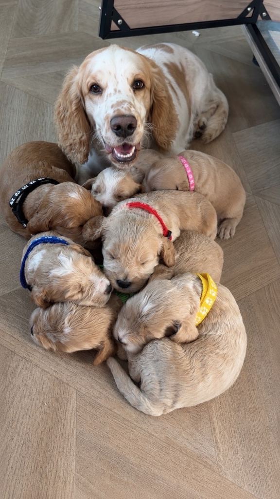Champagne Cockapoos