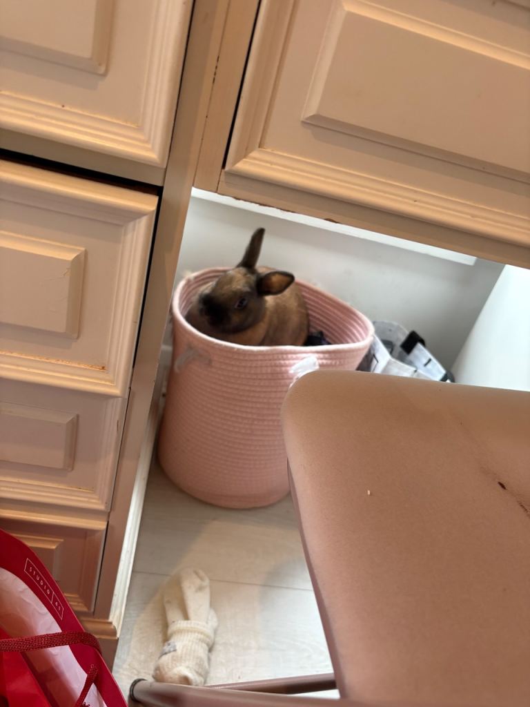 2 females rabbits, dwarf Netherlands x lion heads