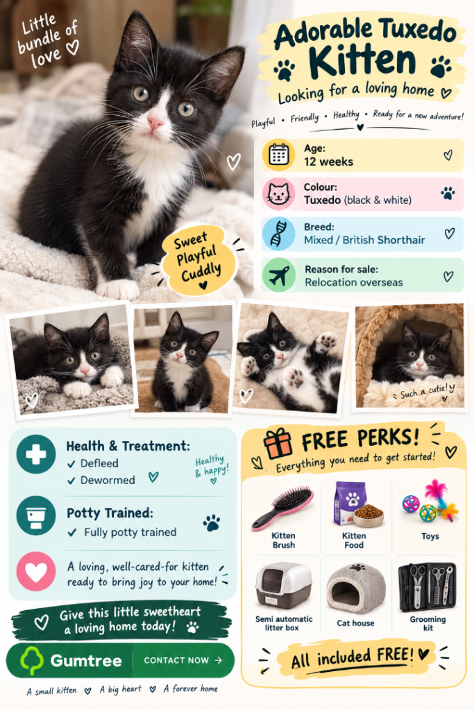 Kitten for adoption/ needs forever home