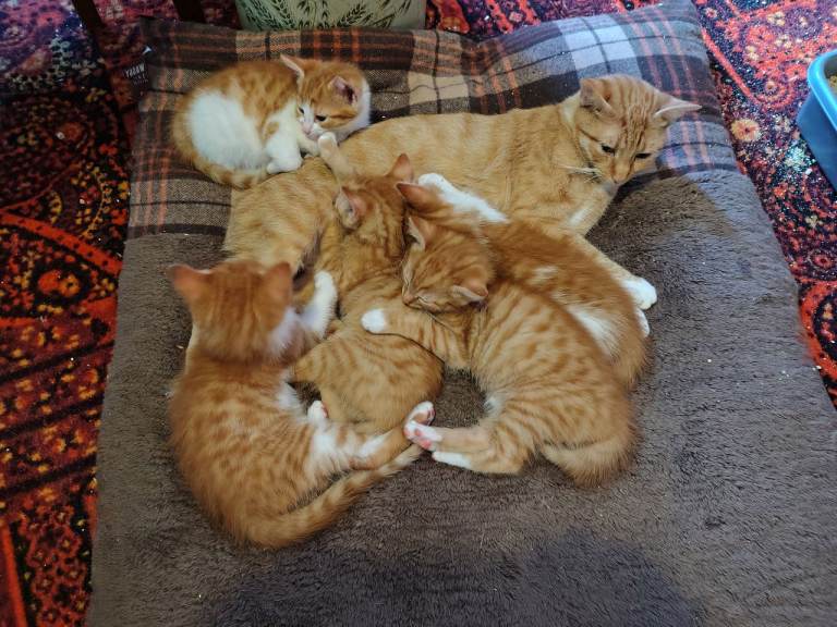 Three kittens available now (2 girls and one boy)