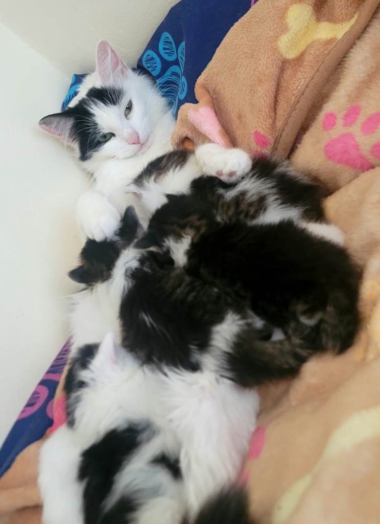 Beautiful kittens looking new home 