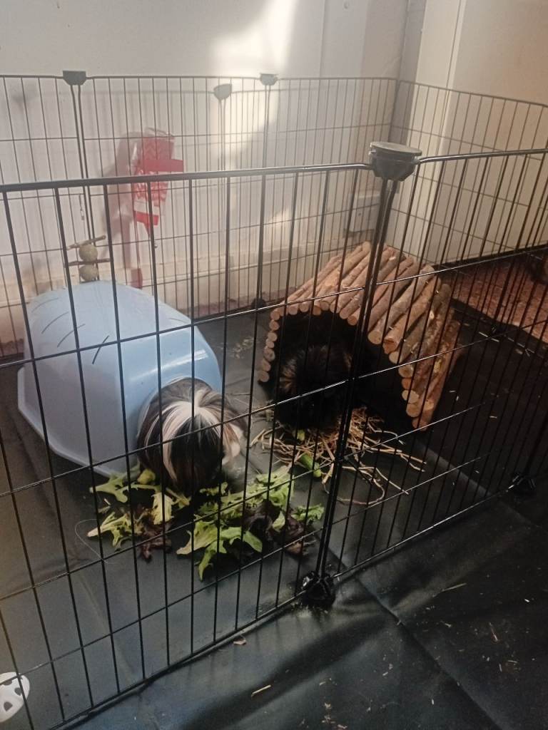 2 male Guinea 