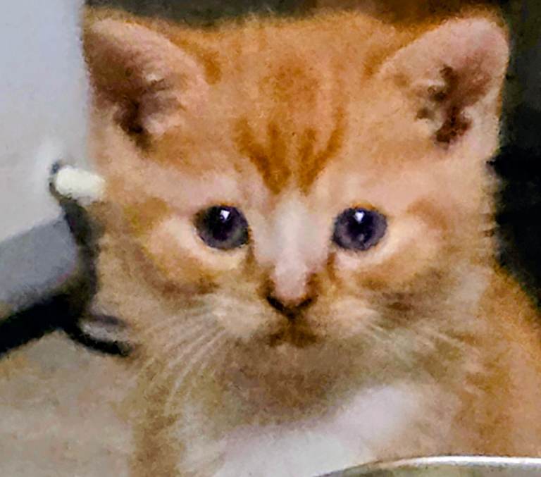 Beautiful exotic persian x kittens 