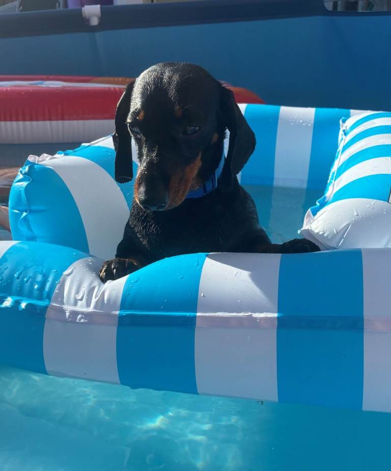 Volunteer Visitor Dog Friendly 