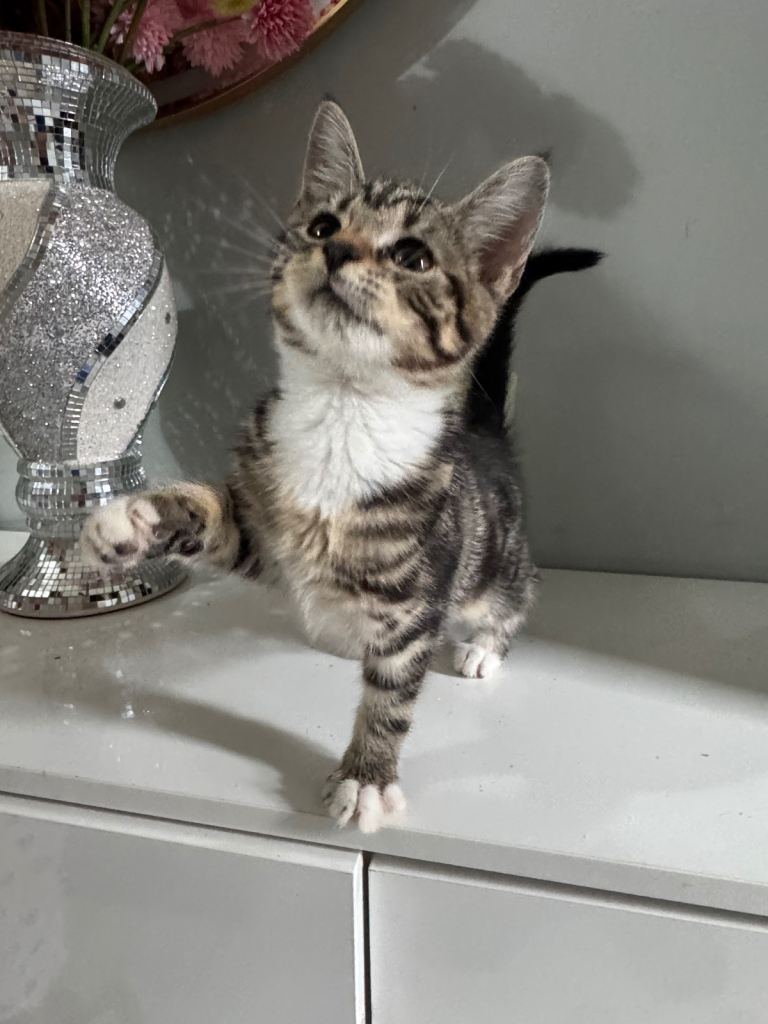 Kitten Female 8 weeks
