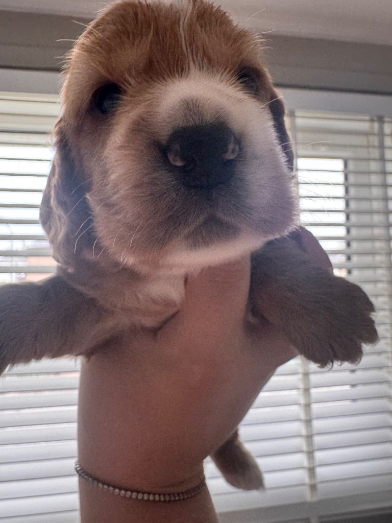 Cocker spaniel puppys
