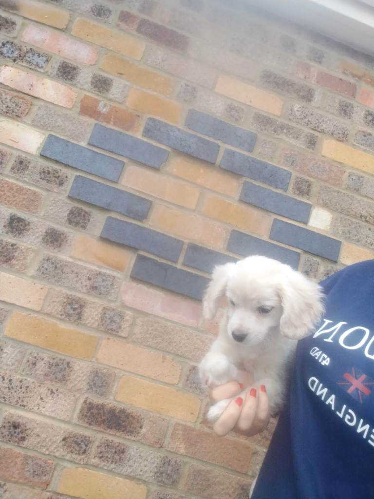 Maltipoo cross chihuahua 
