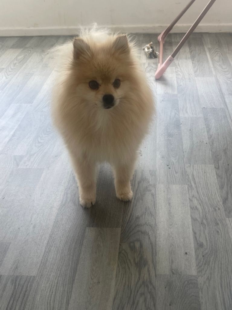 Girl and boy Pom 