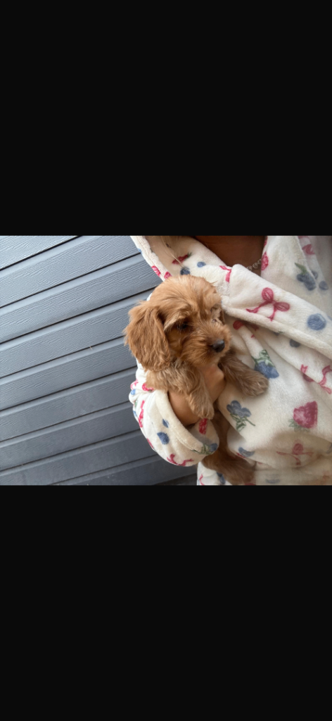 Beautiful Cockapoo puppies 
