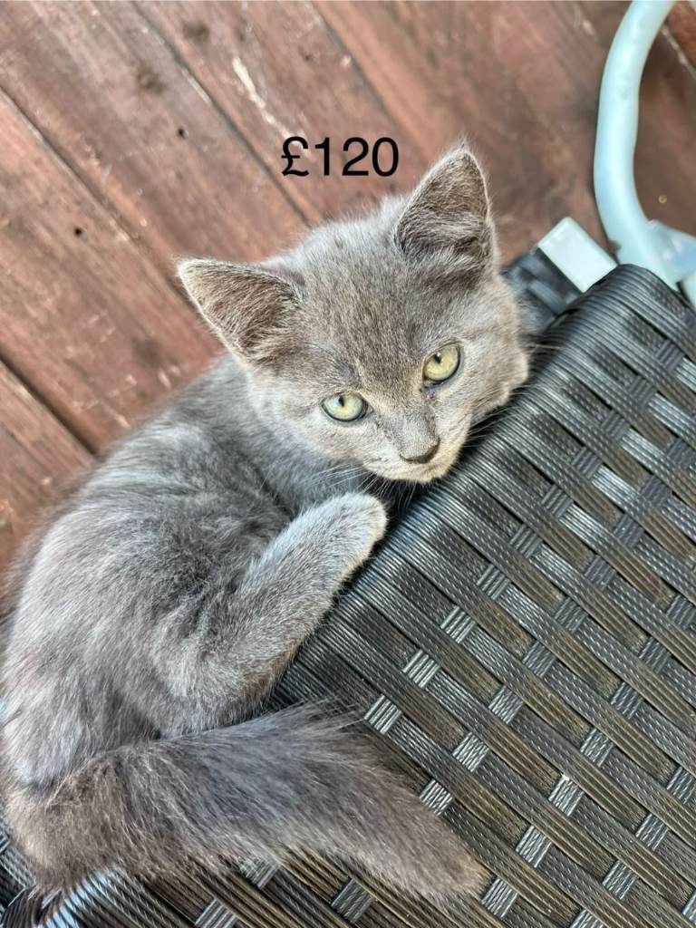 Pure Grey, Grey and white and Black kitten