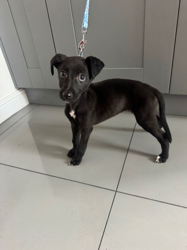 Whippet lurcher cross puppy