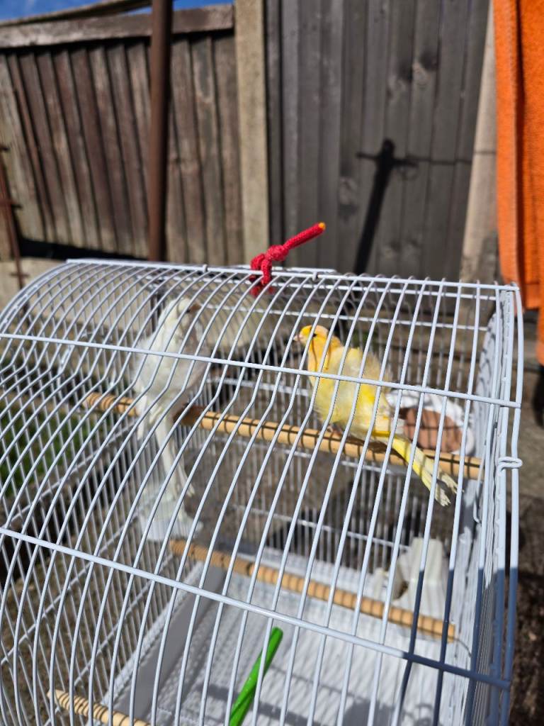 Lovely pair of budgies and canary 