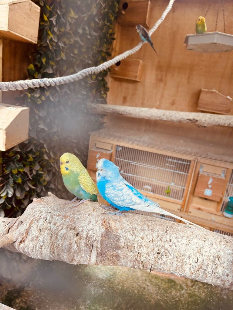 Baby Budgies 