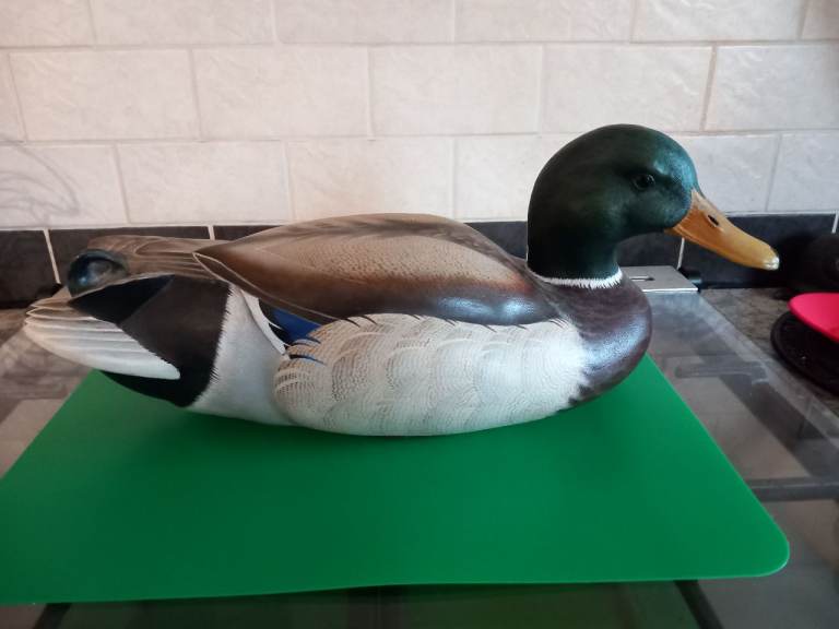 Decoy duck