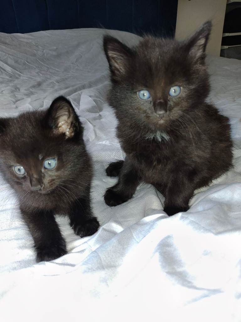 Kittens for sale 