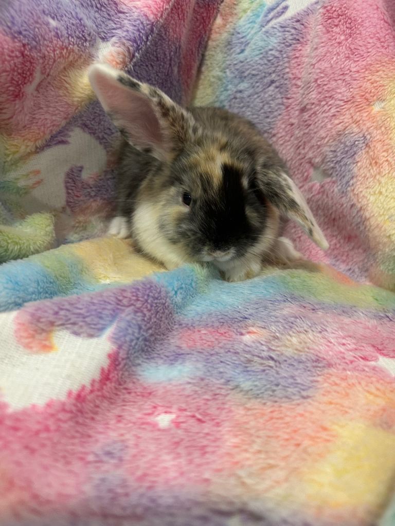 Lop rabbits for Sale 