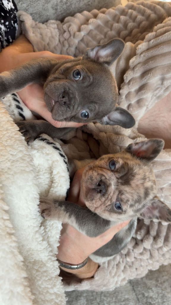 French bulldog puppies. 2 male  