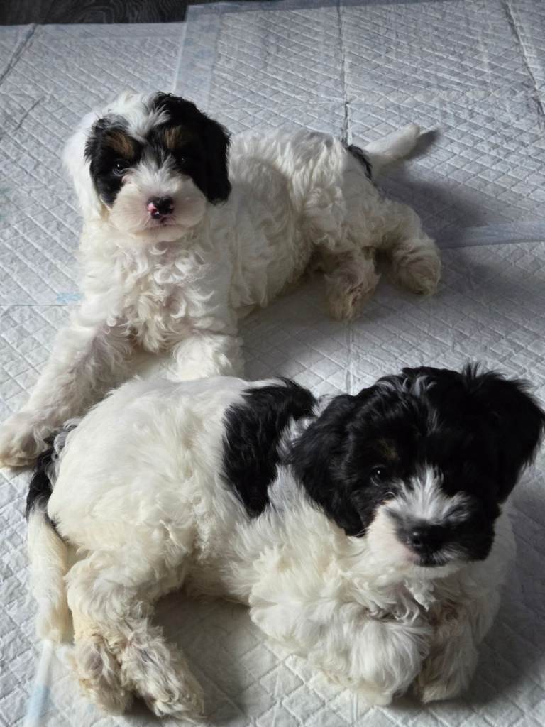 F2 cockapoo