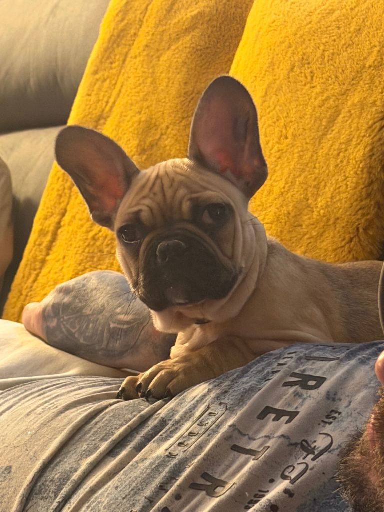 🐾ready now 2 girls left 🐾