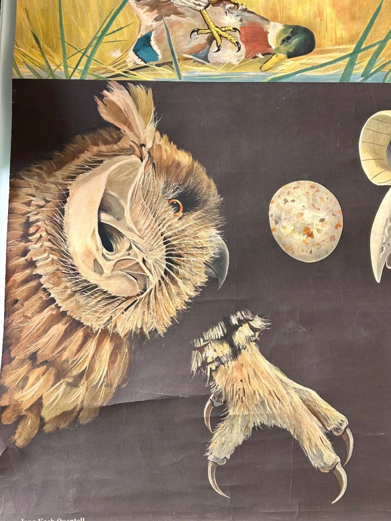Antique German School Wall Chart – Birds of Prey (Jung-Koch-Quentell)
