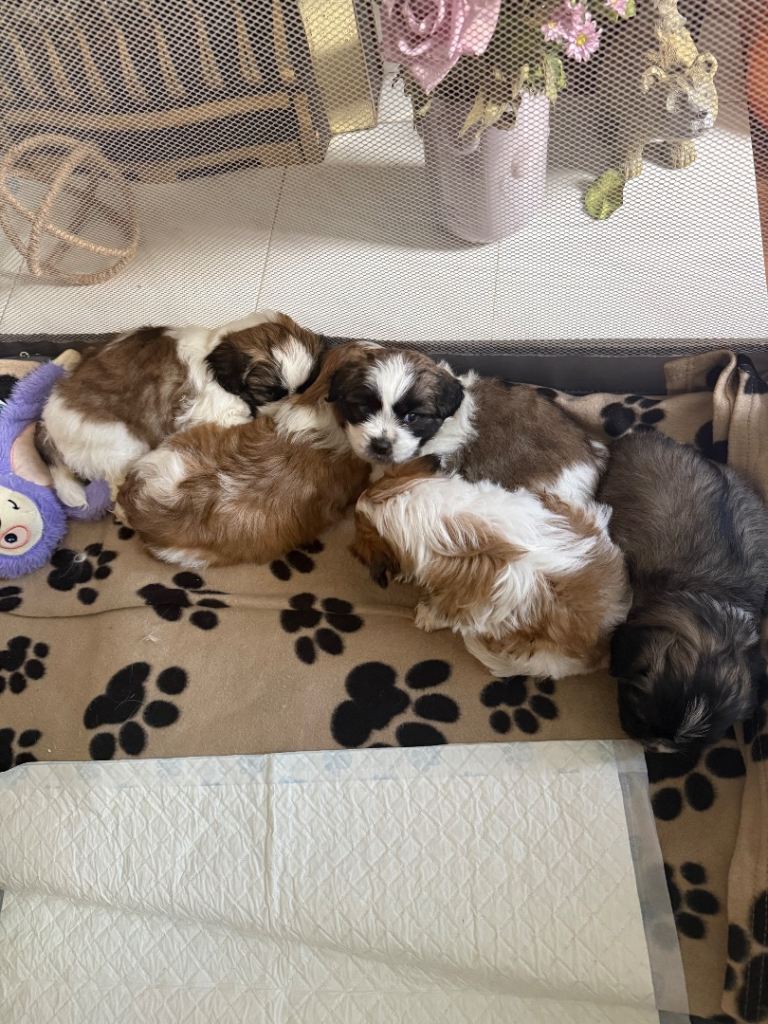 Beautiful Lhasa Apso x Shih Tzu Puppies 