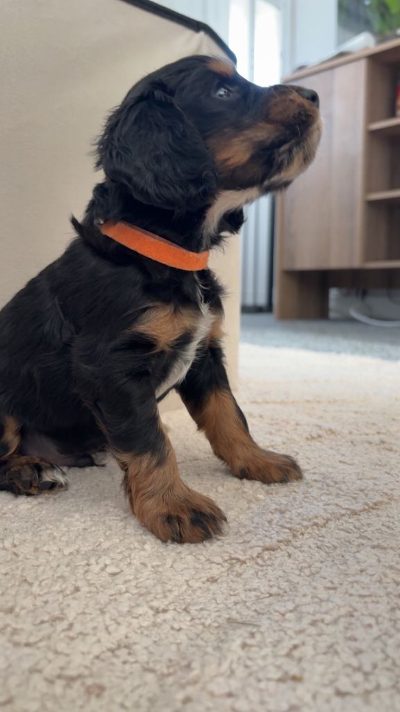 Cockapoo Puppies F1B