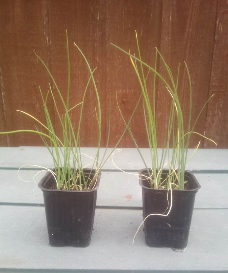 Chives ( Herb ) plants in 7cm pot for £2 