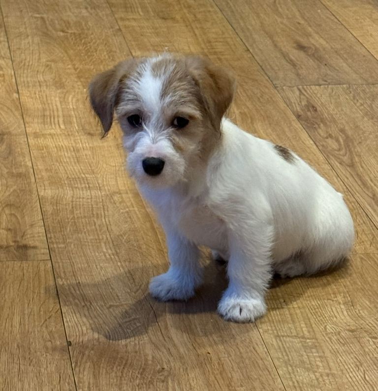 Beautiful Jackapoo puppies 