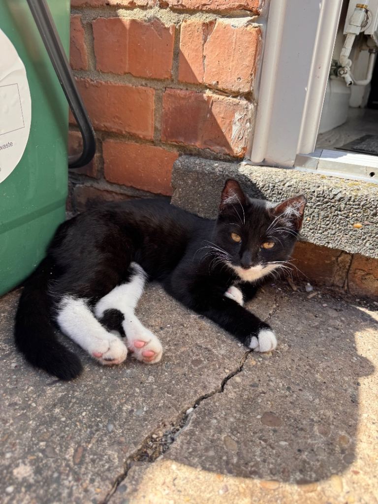 Female kittens 