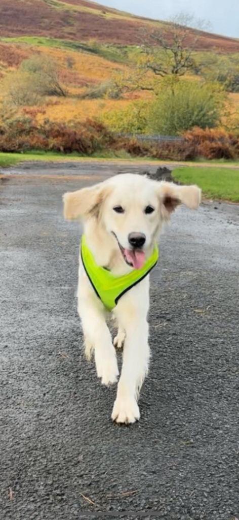 image for Golden retriever 