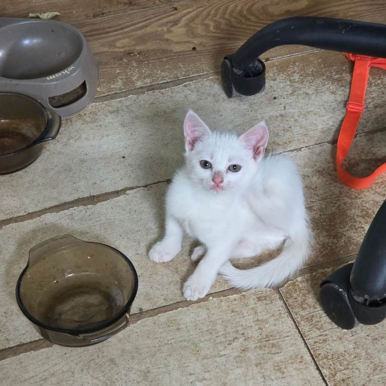 British Shorthair cross Siamese Kittens 